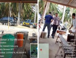 Panen Sawit di Lahan Eks HGU PT BSP Asahan Kembali Terjadi, Kehadiran Personil Polsek Parapat Janji Sorotan Warga