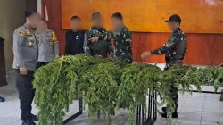Satgas Swasembada Berhasil Ungkap Ladang Ganja di Pegunungan Bintang, Puluhan Tanaman Siap Panen Diamankan