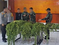 Satgas Swasembada Berhasil Ungkap Ladang Ganja di Pegunungan Bintang, Puluhan Tanaman Siap Panen Diamankan