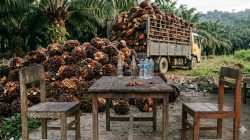 Diduga Ada Praktik Setoran dan Perdagangan Buah Sawit di Lahan Eks HGU PT BSP Asahan, Warga Minta Penyelidikan Menyeluruh
